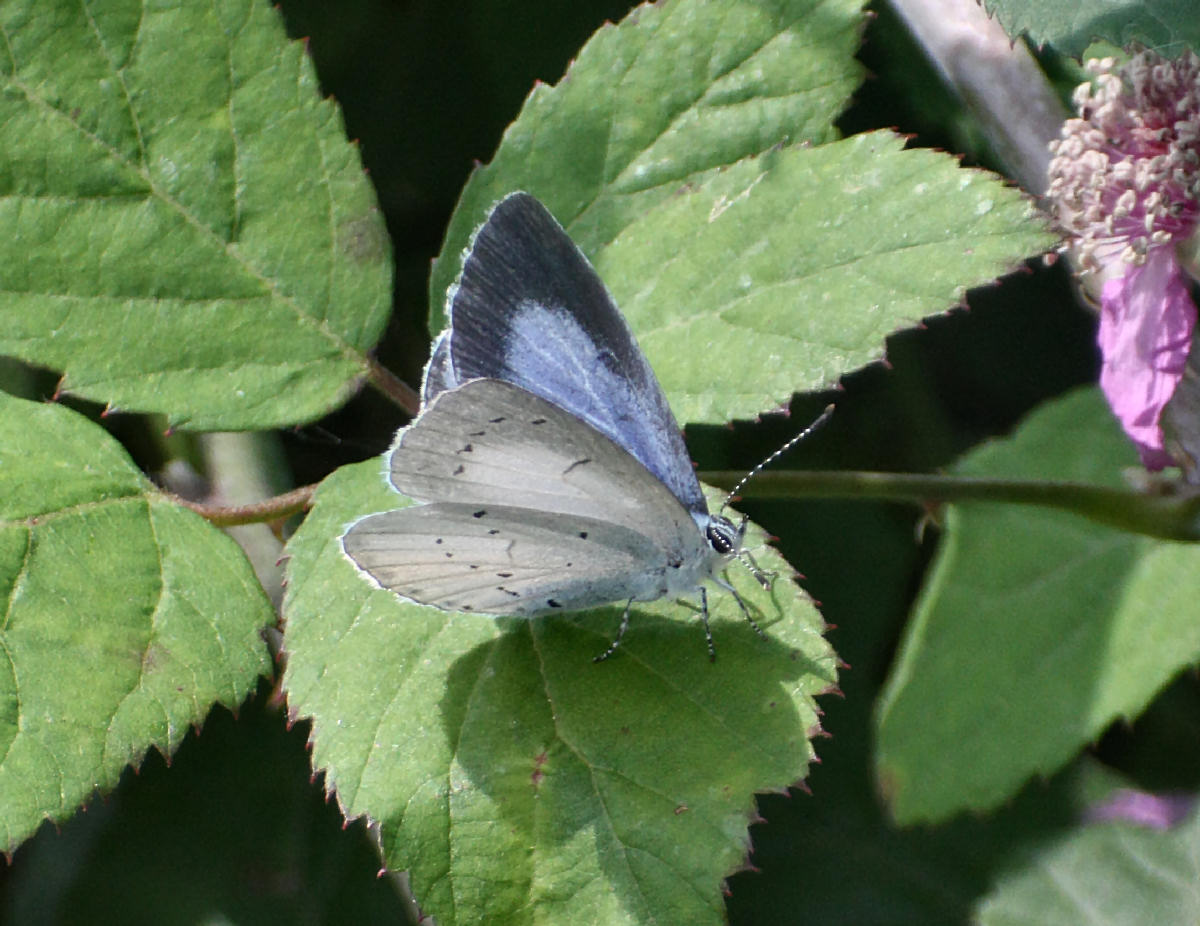 Celastrina argiolus ?